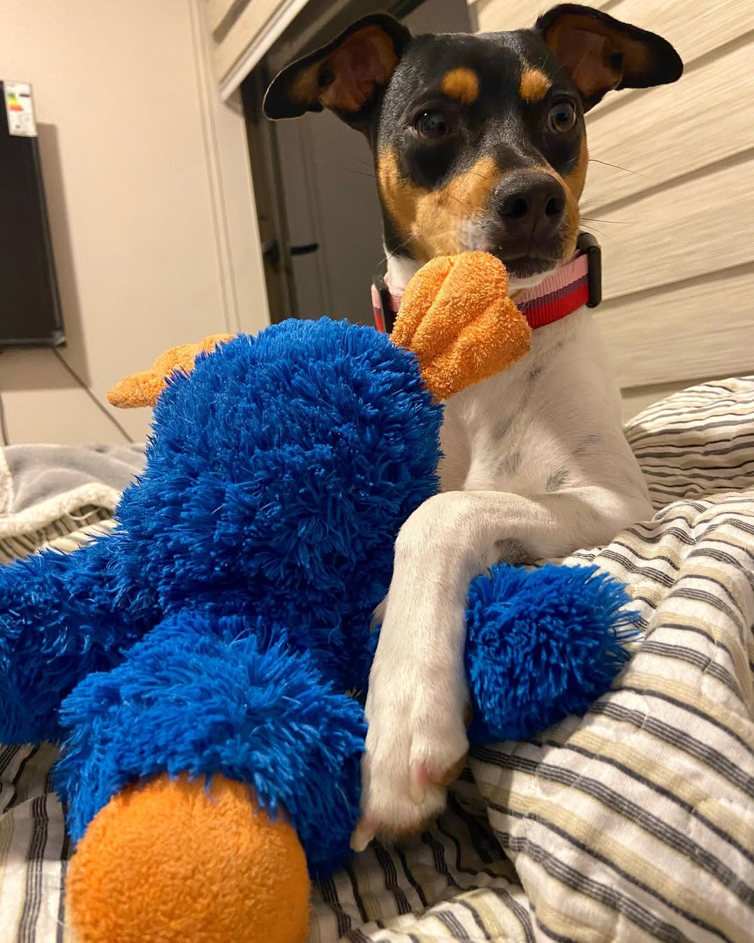 La Gema con su pato