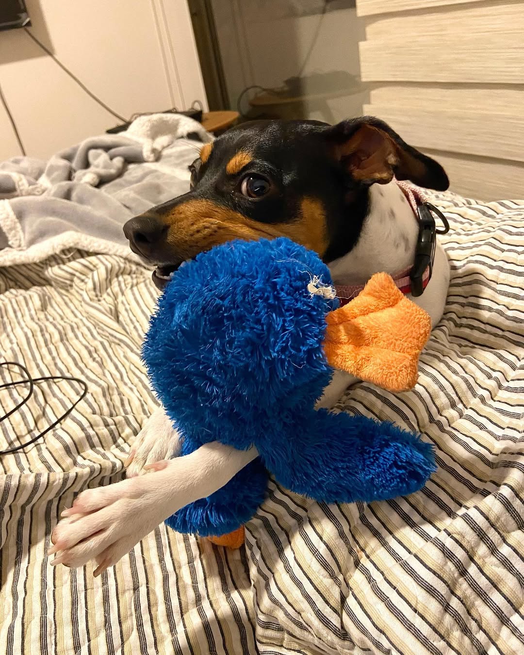 La Gema jugando