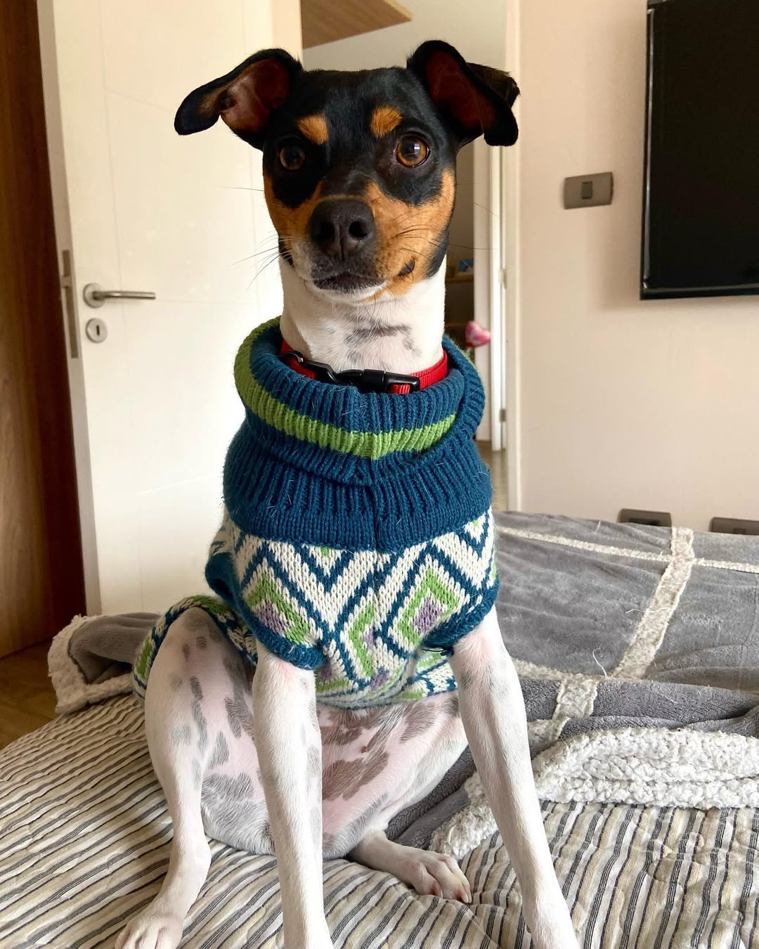 La Gema, la perrita de Soypeludin
